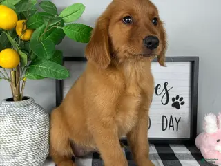 Golden Retriever dogs Gracie - Ad 29