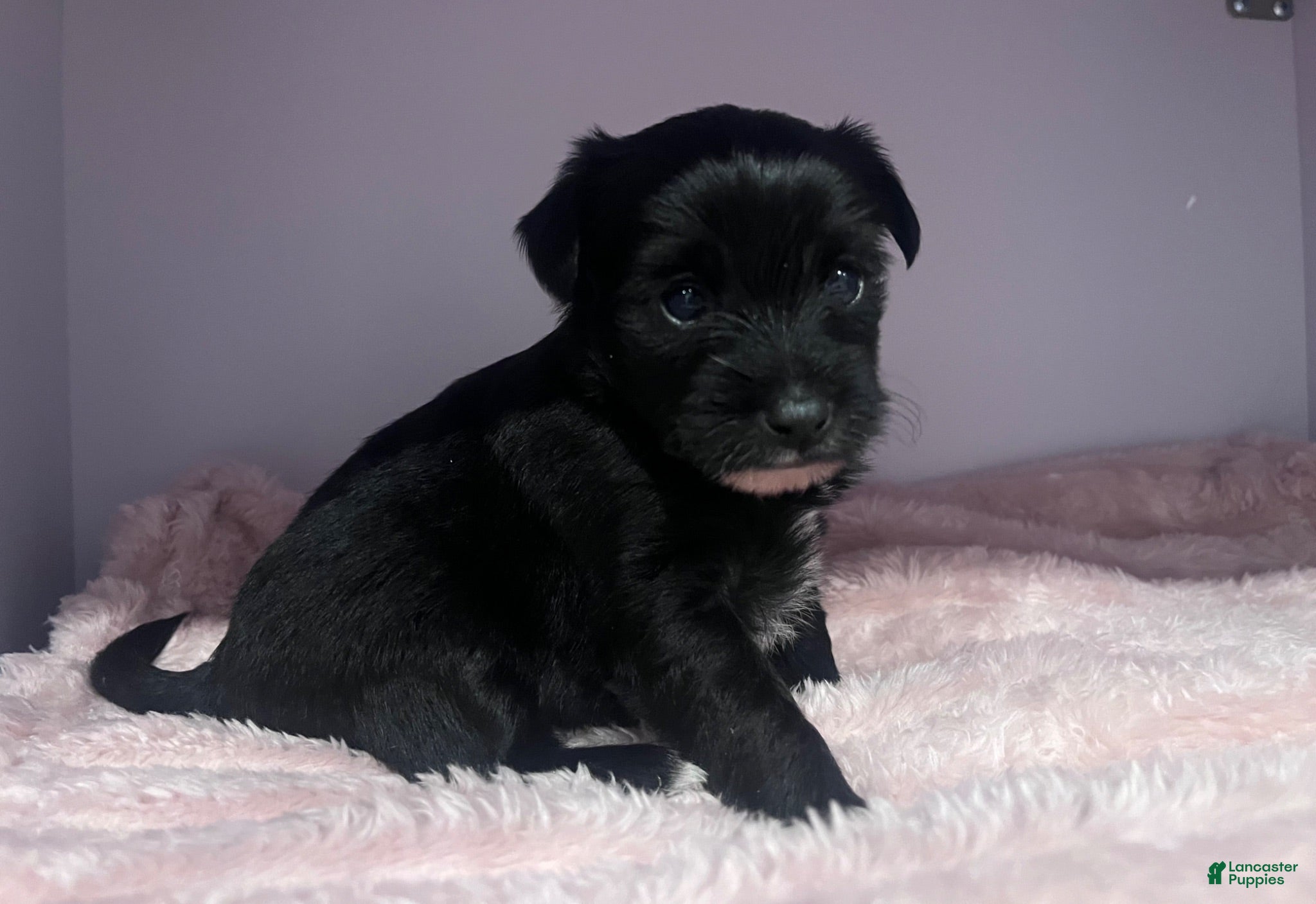 Yorkiepoo dogs Yorkiepoo 2 - Ad 2