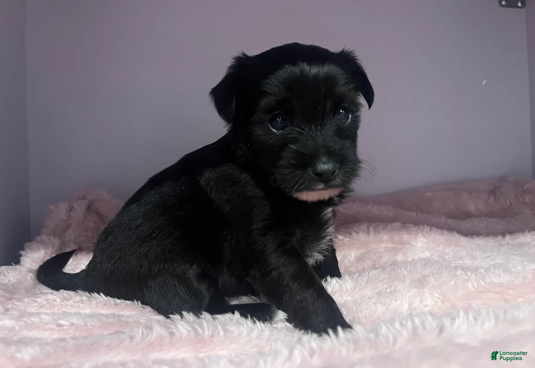 Yorkiepoo dogs for sale: Yorkiepoo 2 - Ad 2