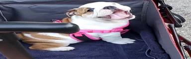 English Bulldog Puppy 1