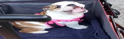 English Bulldog dogs for sale: English Bulldog Puppy 1 - Ad 1