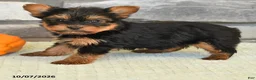 Yorkshire Terrier dogs for sale: Natalie - Ad 4
