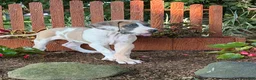 Great Dane dogs for sale: Parker Great Dane  - Ad 8