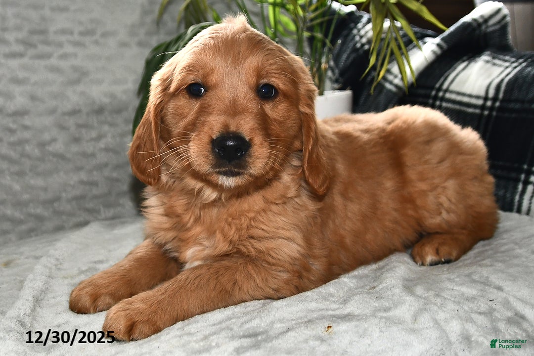 Golden Retriever dogs for sale: Arabella - Ad 2