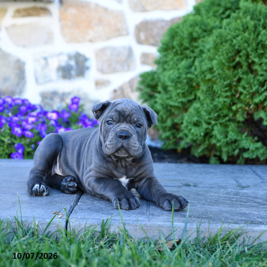 Cane Corso dogs Beth - Ad 2