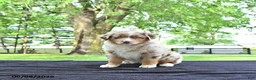 Australian Shepherd dogs for sale: Dafney - Ad 1