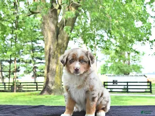 Australian Shepherd dogs for sale: Dafney - Ad 1