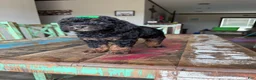 Miniature Poodle dogs for sale: Akc Clear 🧬 tested Black Phantom 🩷 - Ad 1