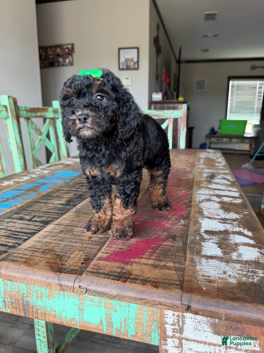 Miniature Poodle dogs for sale: Akc Clear 🧬 tested Black Phantom 🩷 - Ad 1