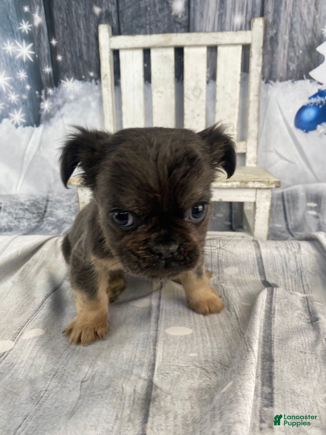 French Bulldog dogs for sale: Laken - Ad 14