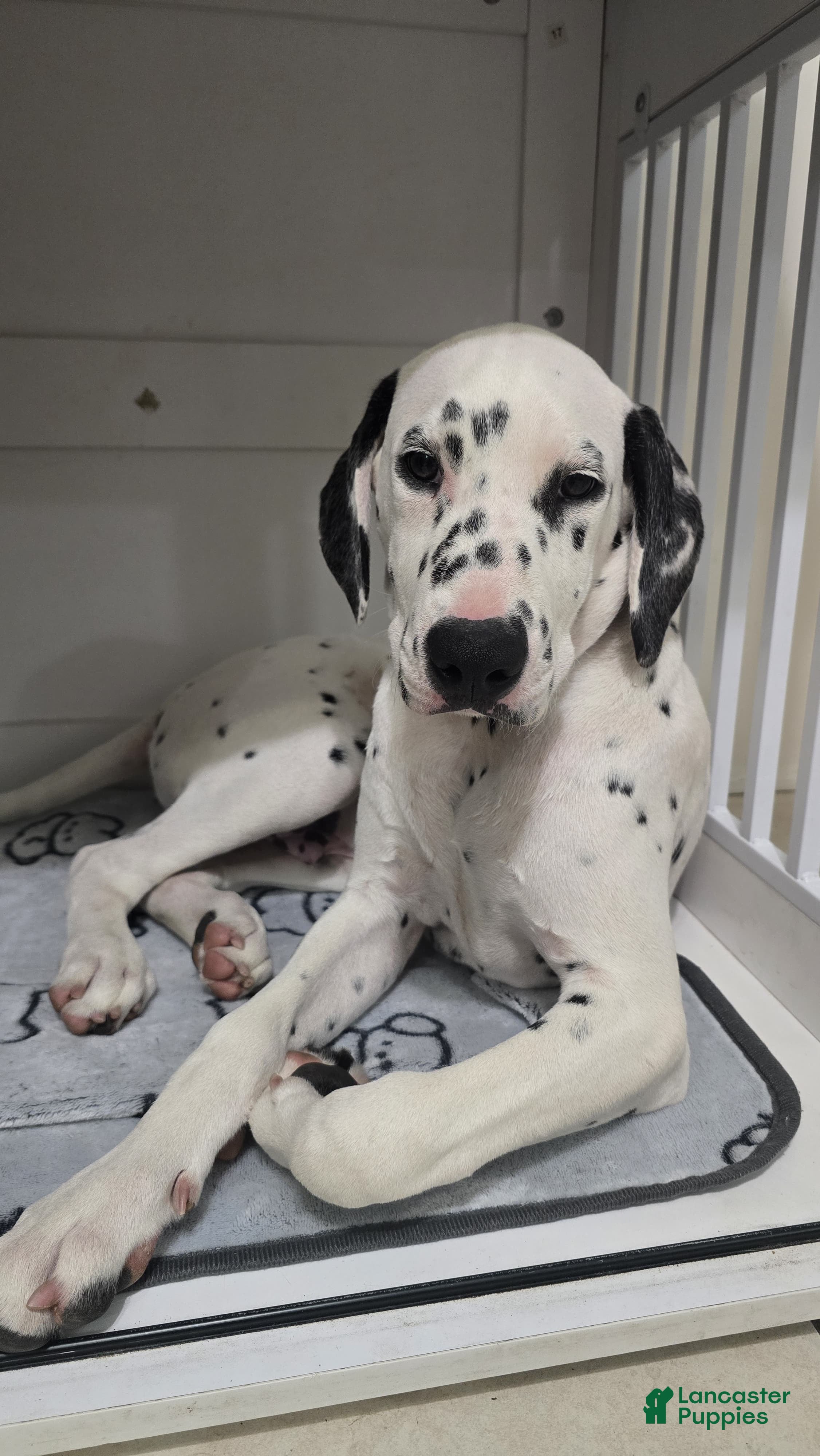 Dalmatian dogs Dalmatian Puppy 1 - Ad 1