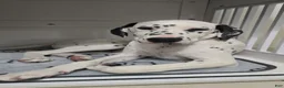 Dalmatian dogs for sale: Dalmatian Puppy 1 - Ad 1