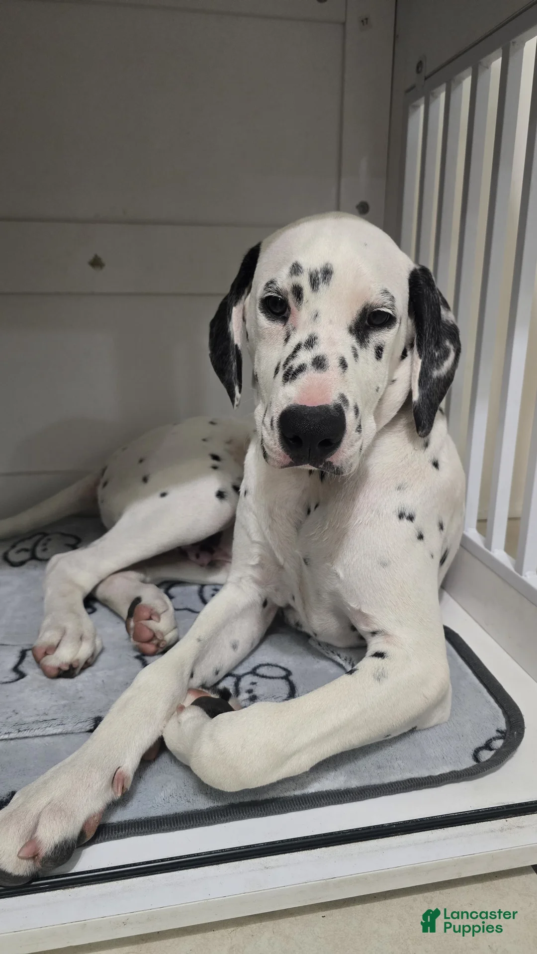 Dalmatian dogs for sale: Dalmatian Puppy 1 - Ad 1