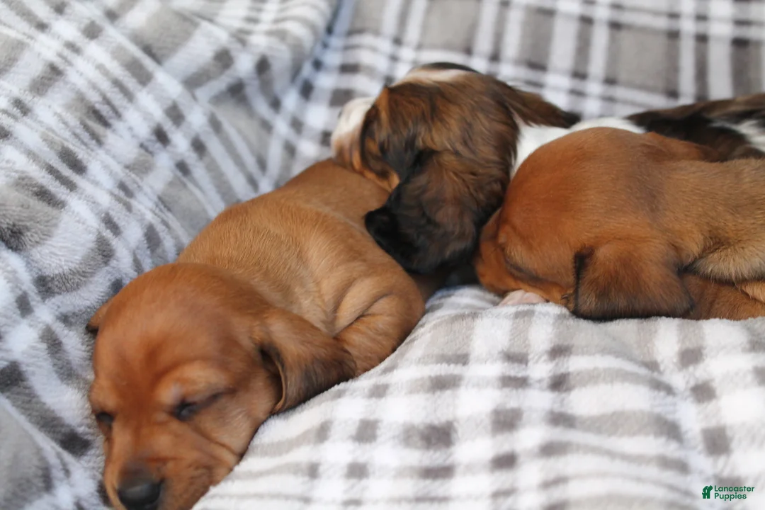 Dachshund dogs for sale: Sugar - Ad 13