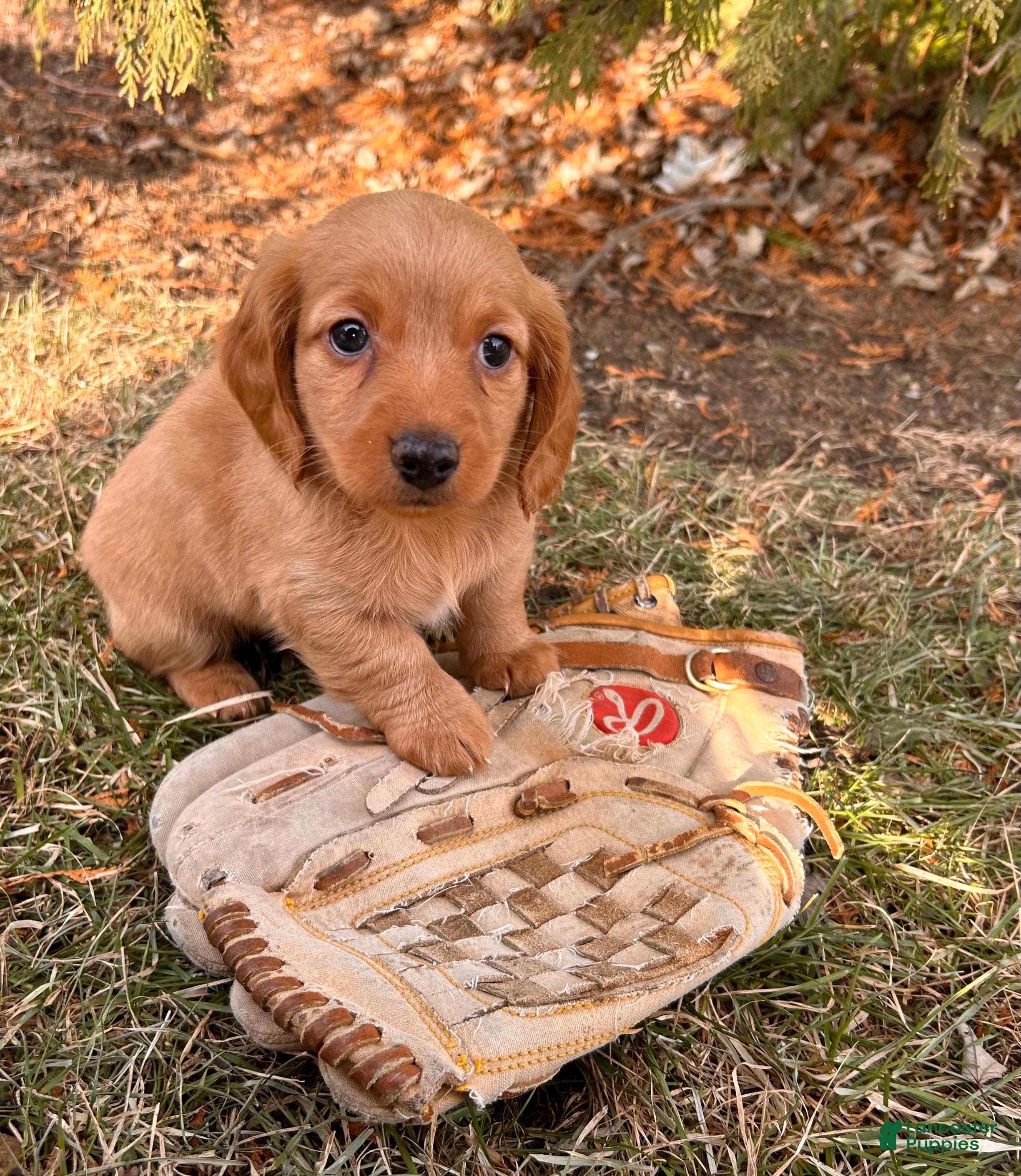 Dachshund dogs Jax - Ad 9