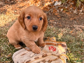 Dachshund dogs Jax - Ad 22