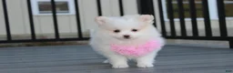 Pomeranian dogs for sale: Marshmallow  - Ad 8