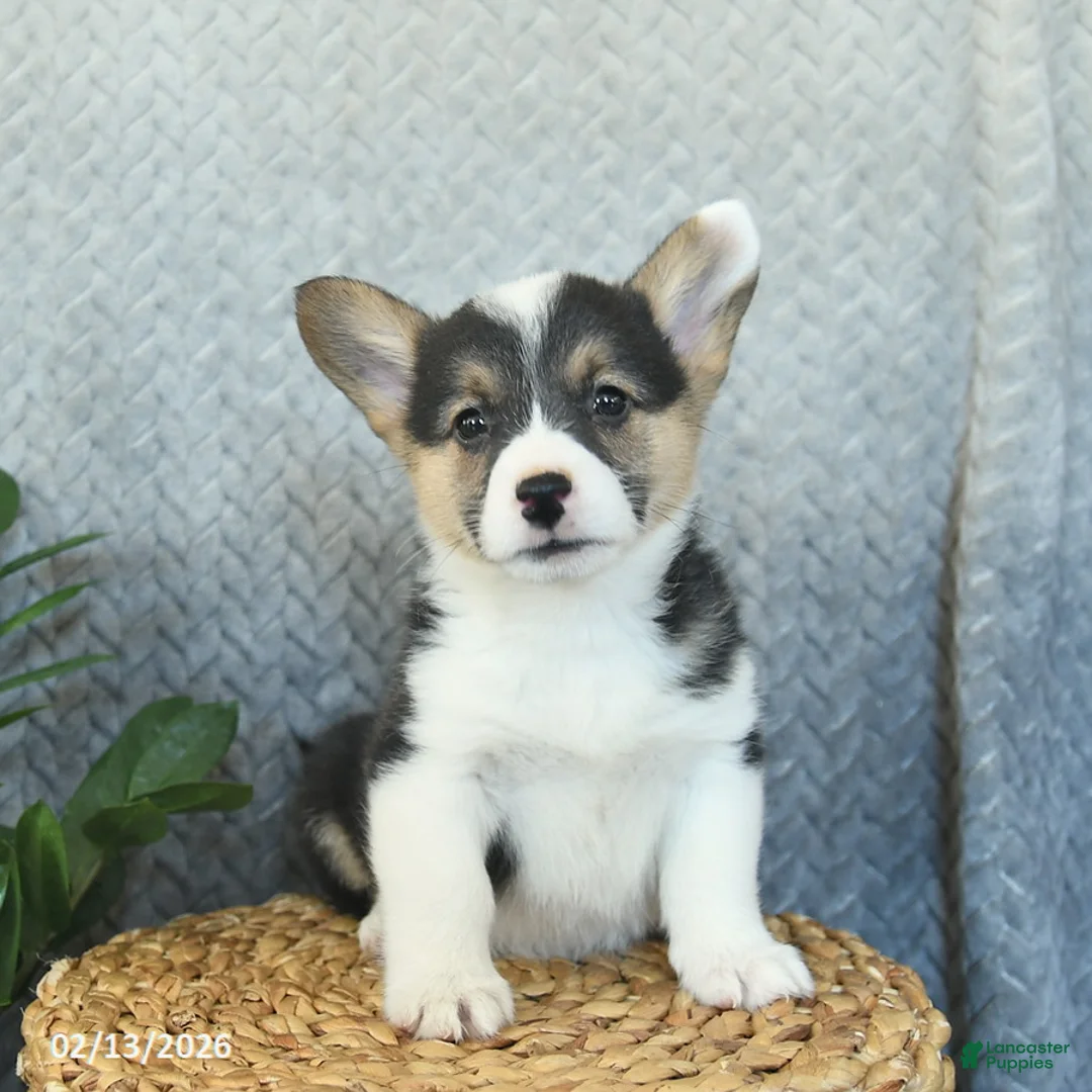 Welsh Corgi Pembroke dogs for sale: Polly  - Ad 2