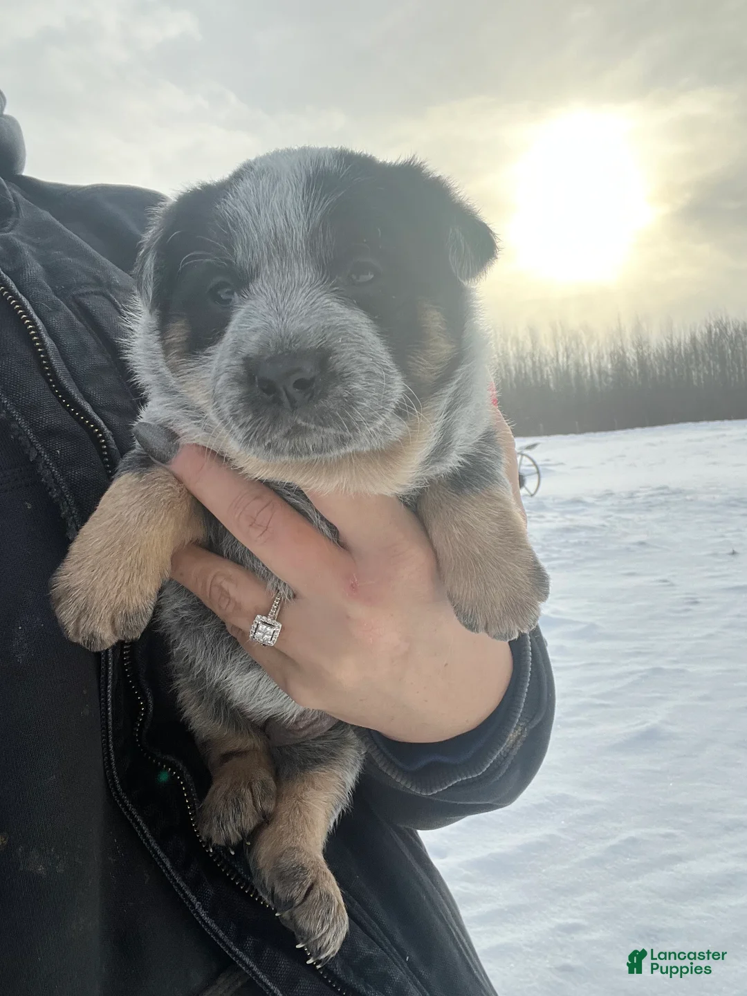 Australian Cattle Dog dogs for sale: Molly - Ad 1