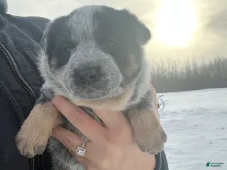 Australian Cattle Dog dogs Molly - Ad 40