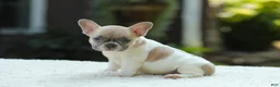 French Bulldog dogs for sale: Jade - Ad 5