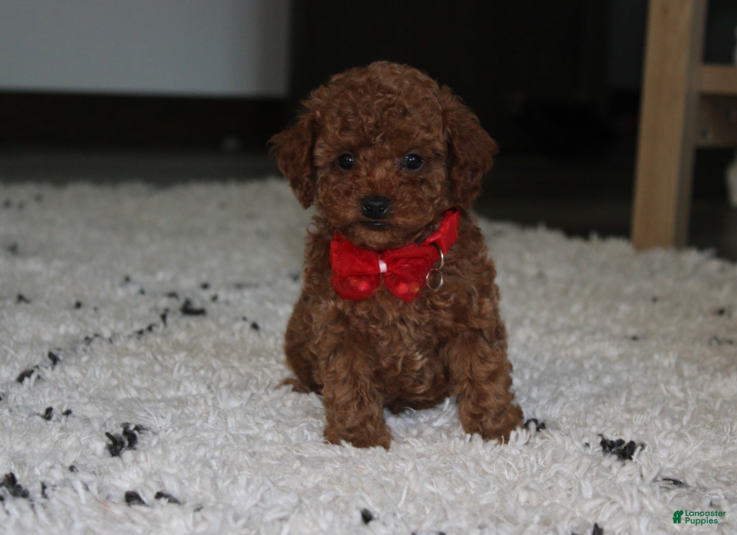 Toy Poodle dogs Archer - Ad 1