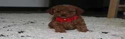 Toy Poodle dogs for sale: Archer - Ad 1