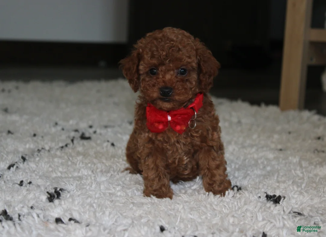 Toy Poodle dogs for sale: Archer - Ad 1