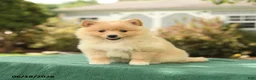 Pomsky dogs for sale: Kara - Ad 1
