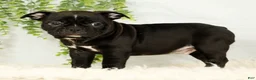 Frenchton dogs for sale: Max - Ad 1