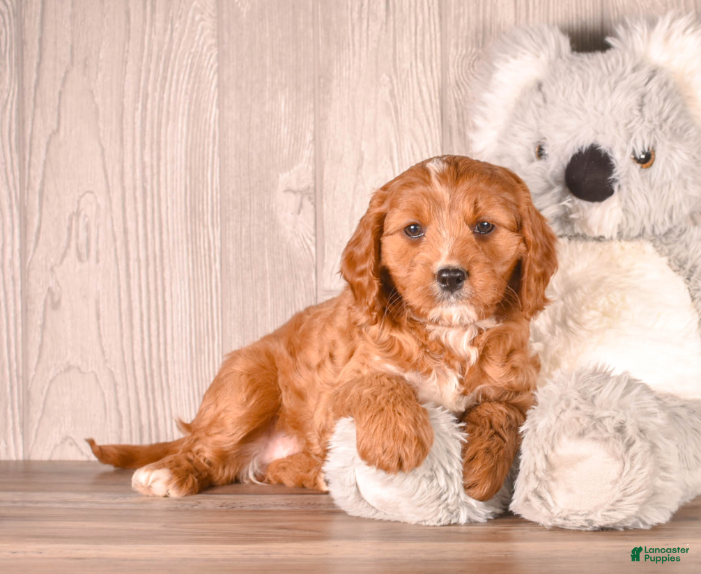 Cavapoo dogs Zeina - Ad 2