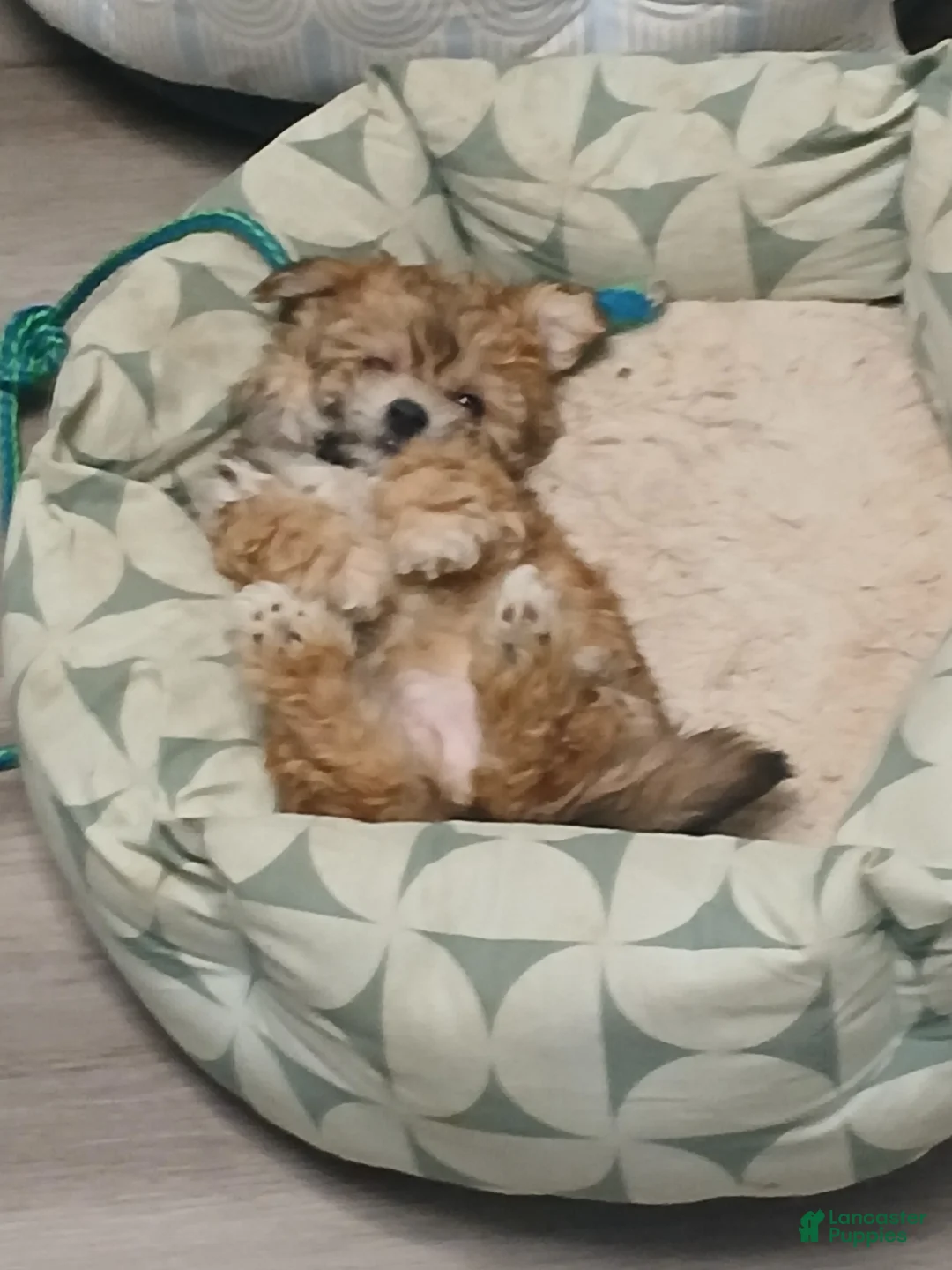 Havanese dogs for sale: Havanese Puppy 1 - Ad 2