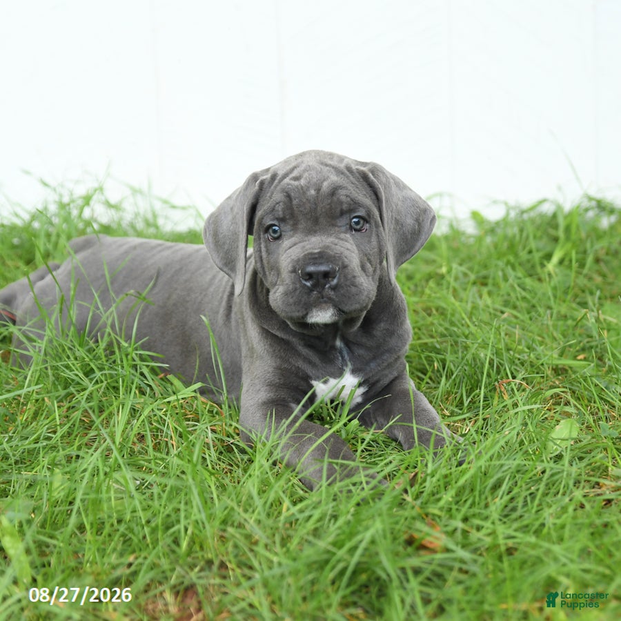Cane Corso dogs Ranger - Ad 2