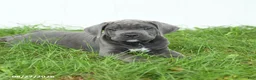 Cane Corso dogs for sale: Ranger - Ad 2
