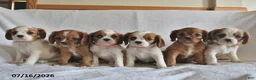 Cavalier King Charles Spaniel dogs for sale: Rena  - Ad 5