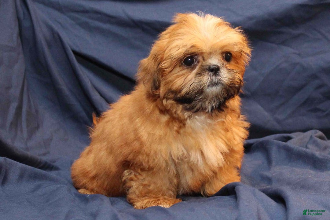 Shih Tzu dogs for sale: Rusty - Ad 1