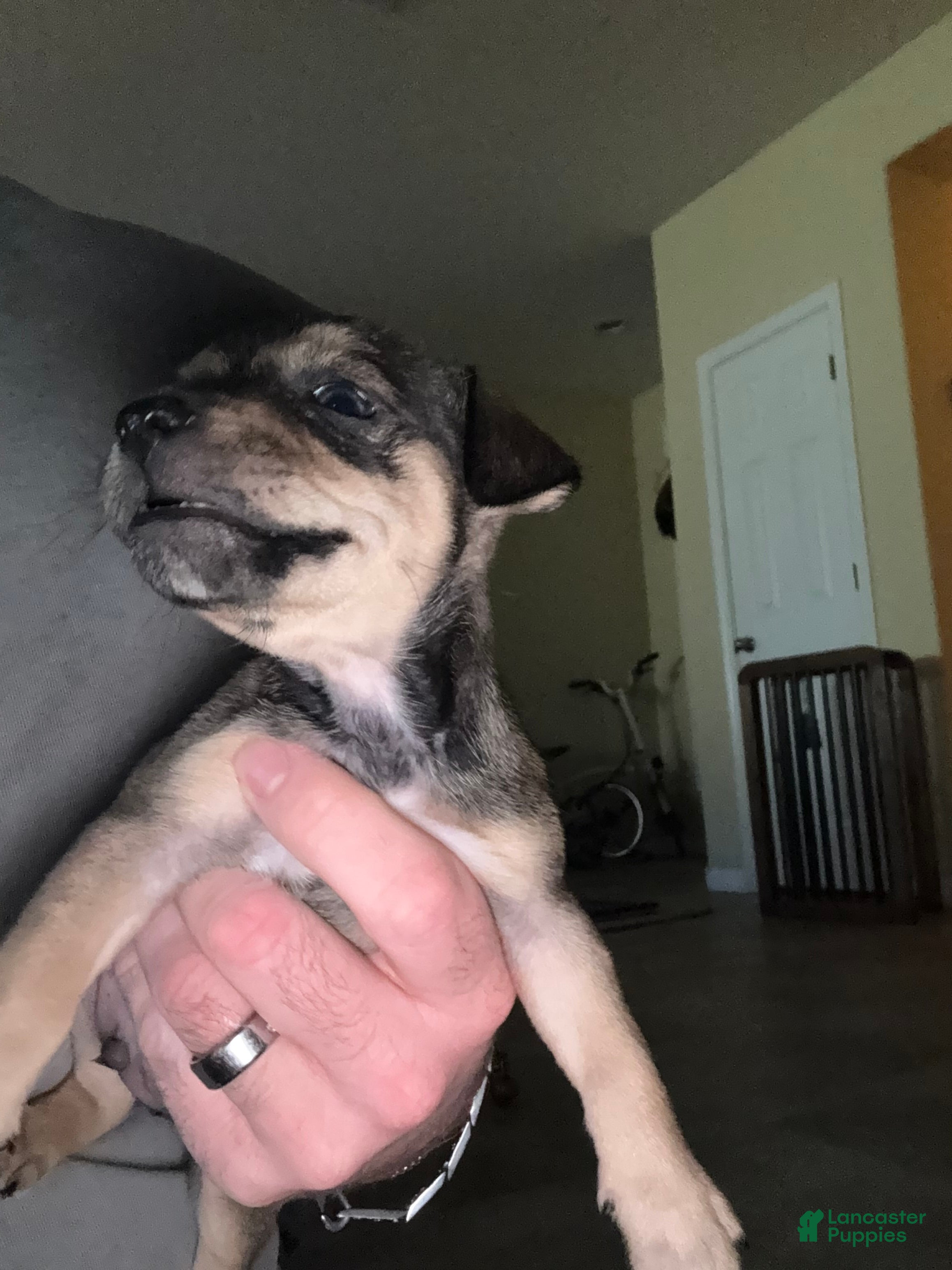 Chihuahua dogs Chihuahua Puppy 1 - Ad 6