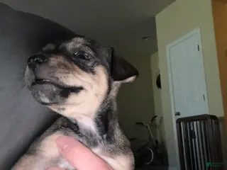 Chihuahua dogs Chihuahua Puppy 1 - Ad 6