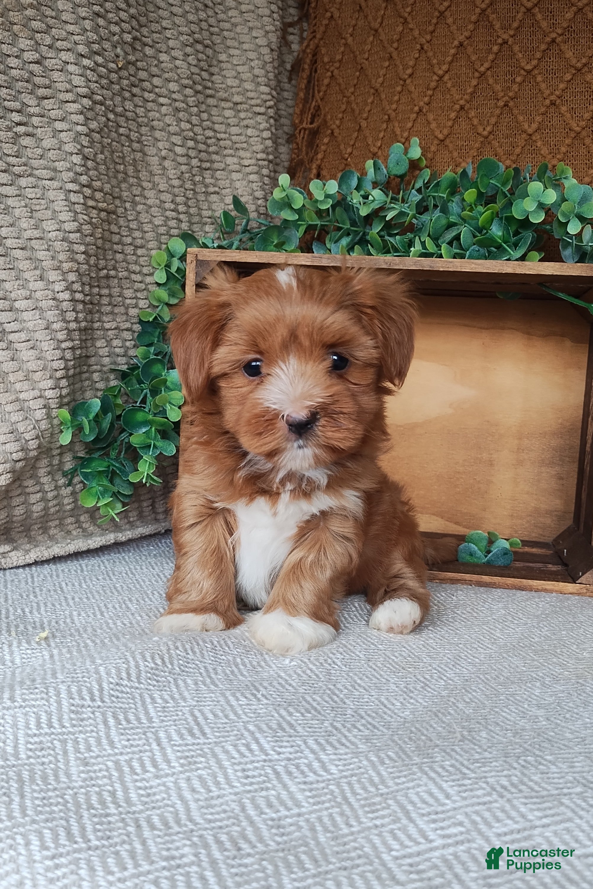 Havanese dogs Emily - Ad 2