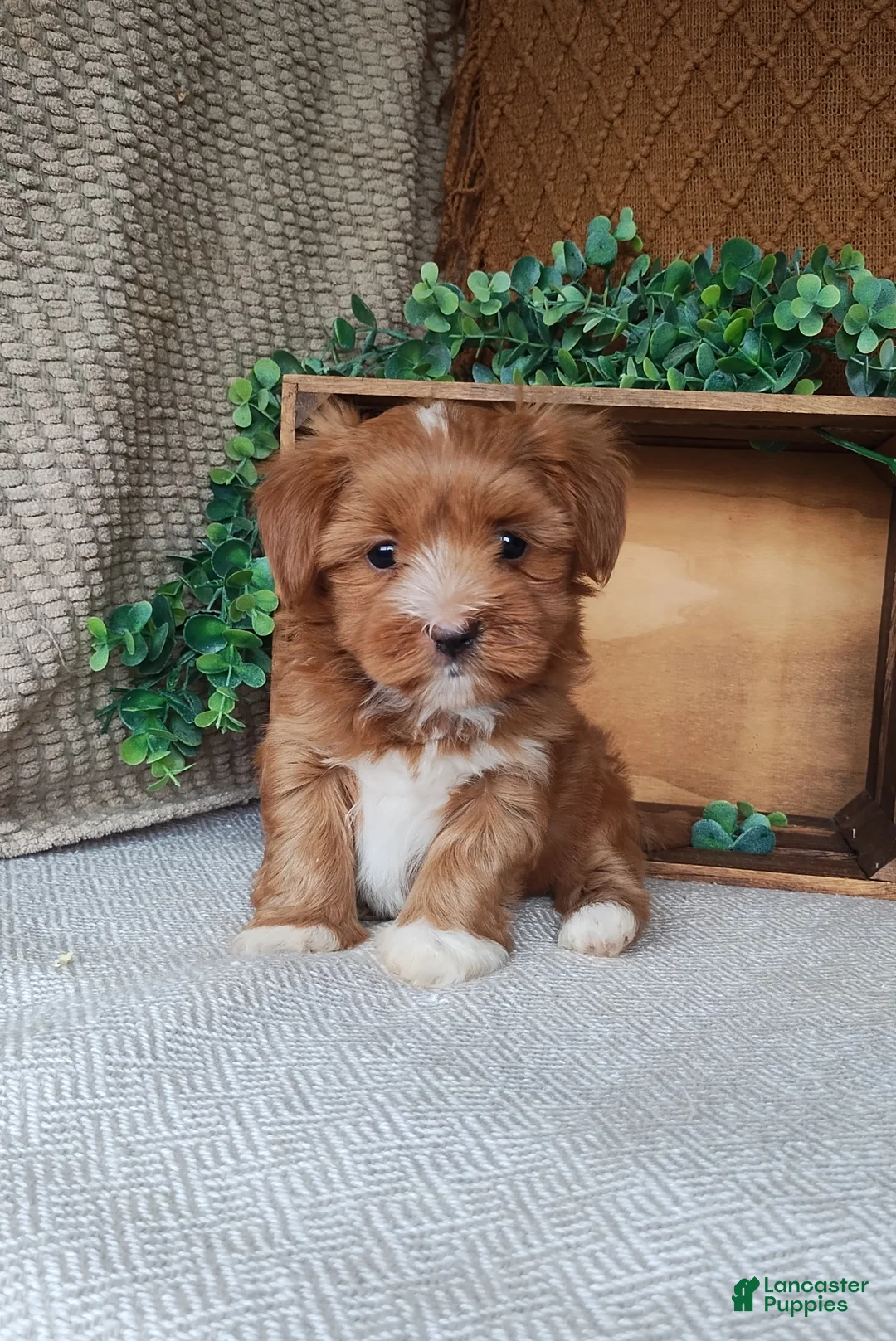 Havanese dogs for sale: Emily - Ad 2