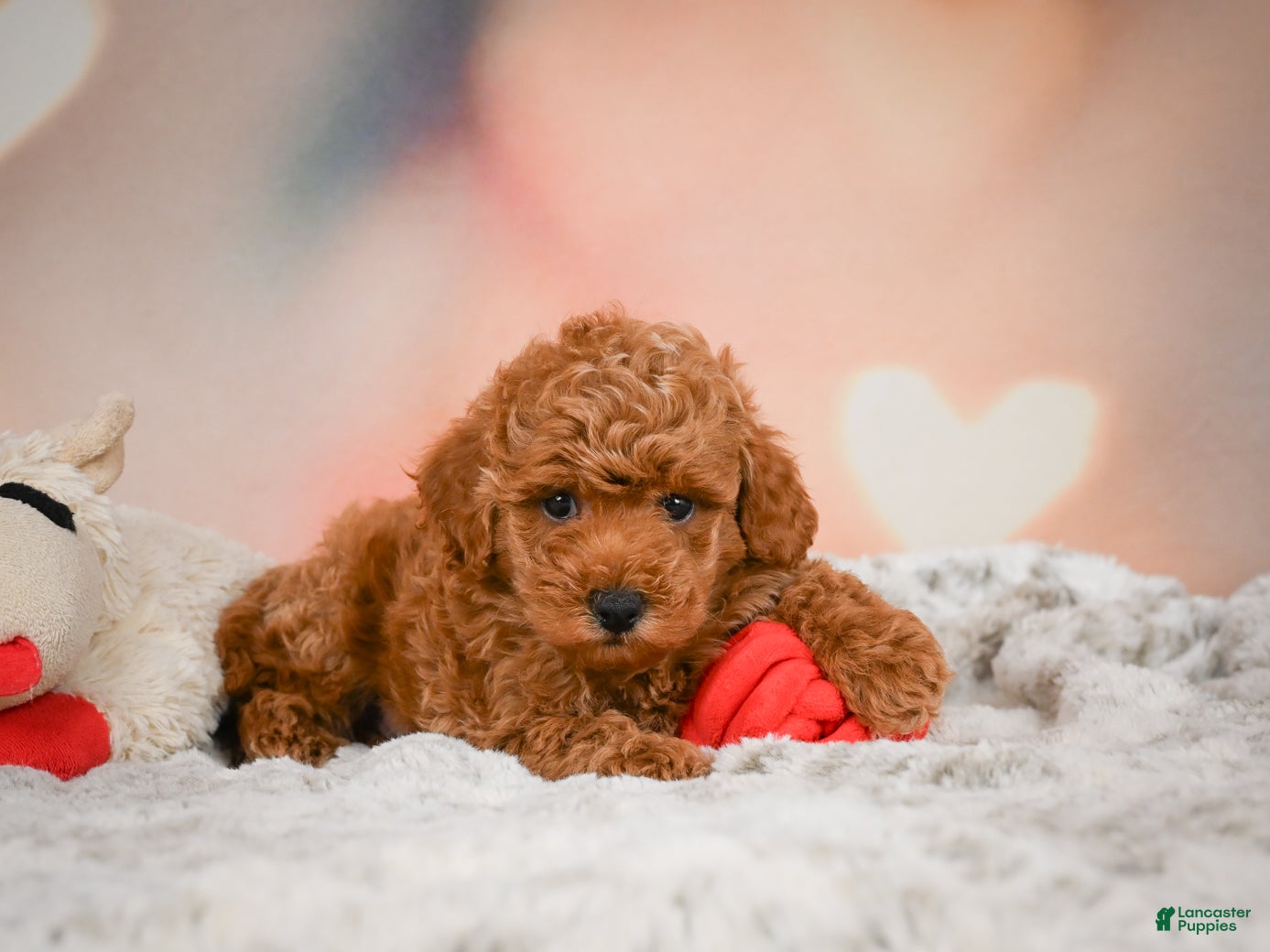 Toy Poodle dogs Cash - Ad 1