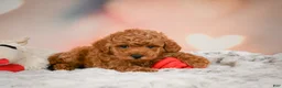 Toy Poodle dogs for sale: Cash - Ad 1