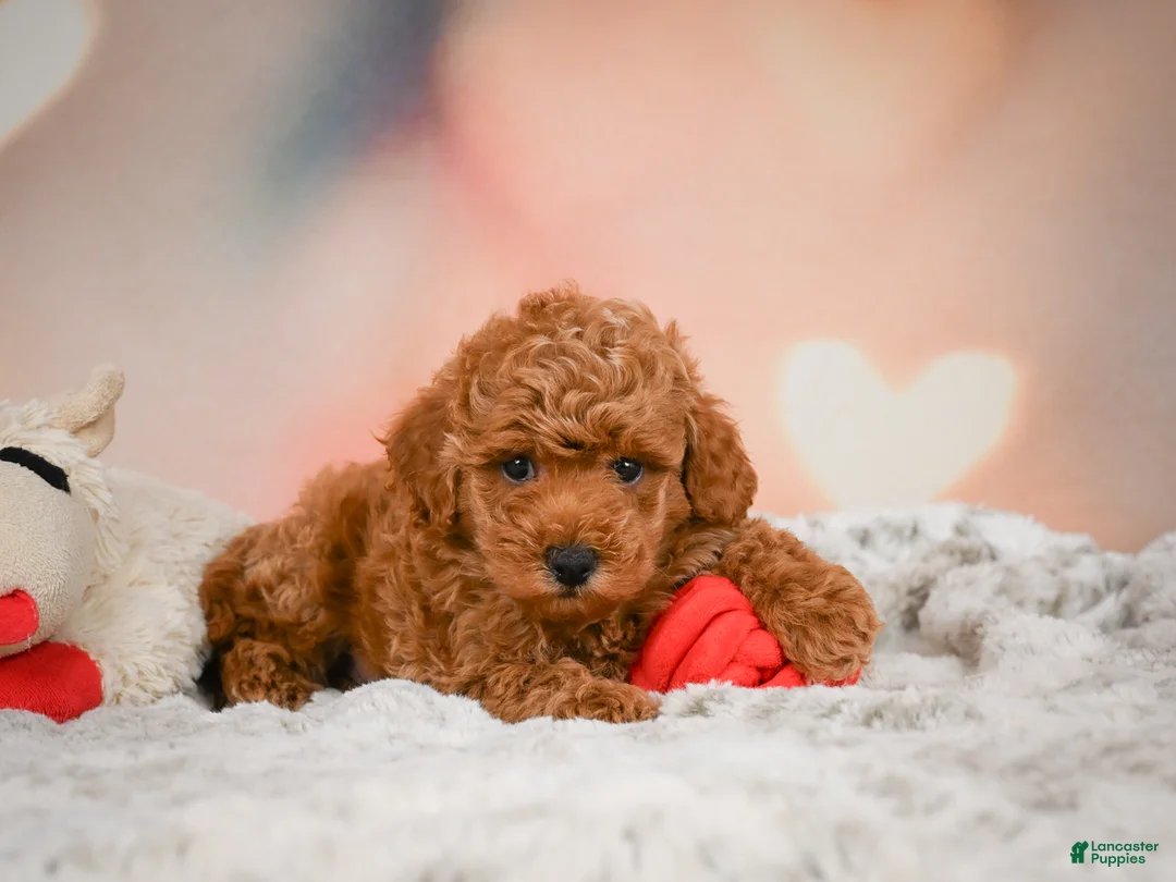 Toy Poodle dogs for sale: Cash - Ad 1