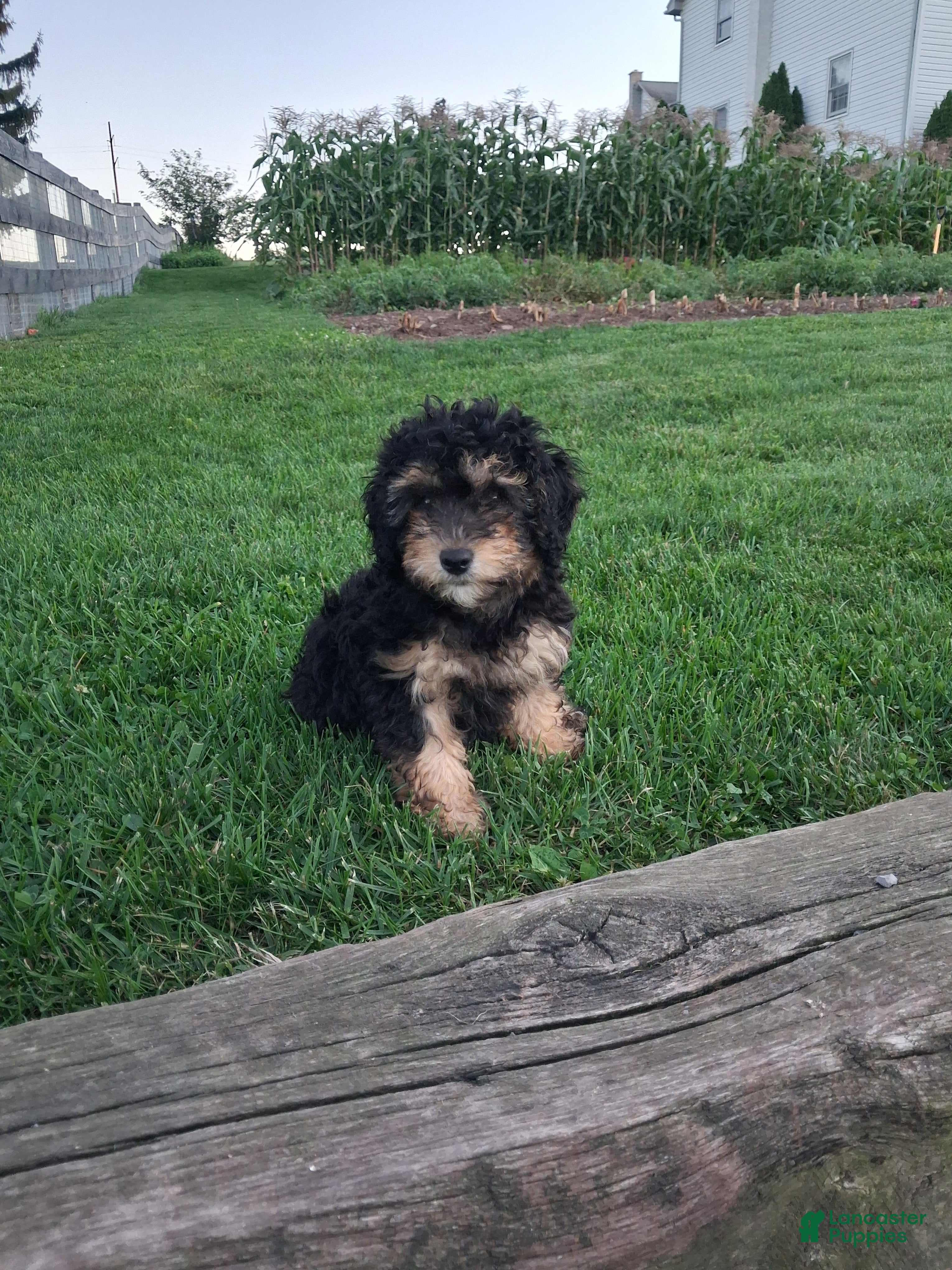 Miniature Poodle dogs Abby - Ad 1