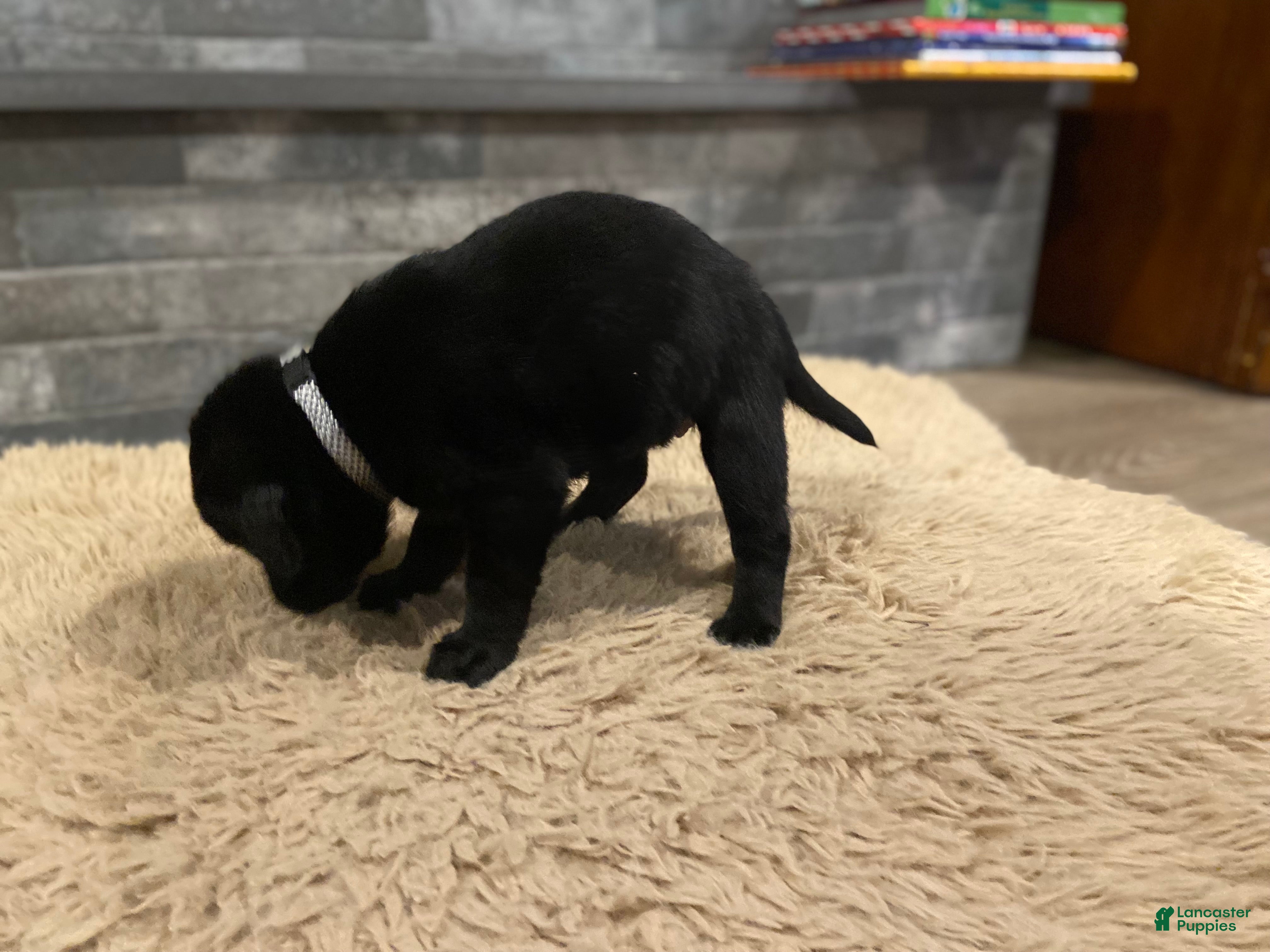 Labrador Retriever dogs Black Female 3 - Ad 8