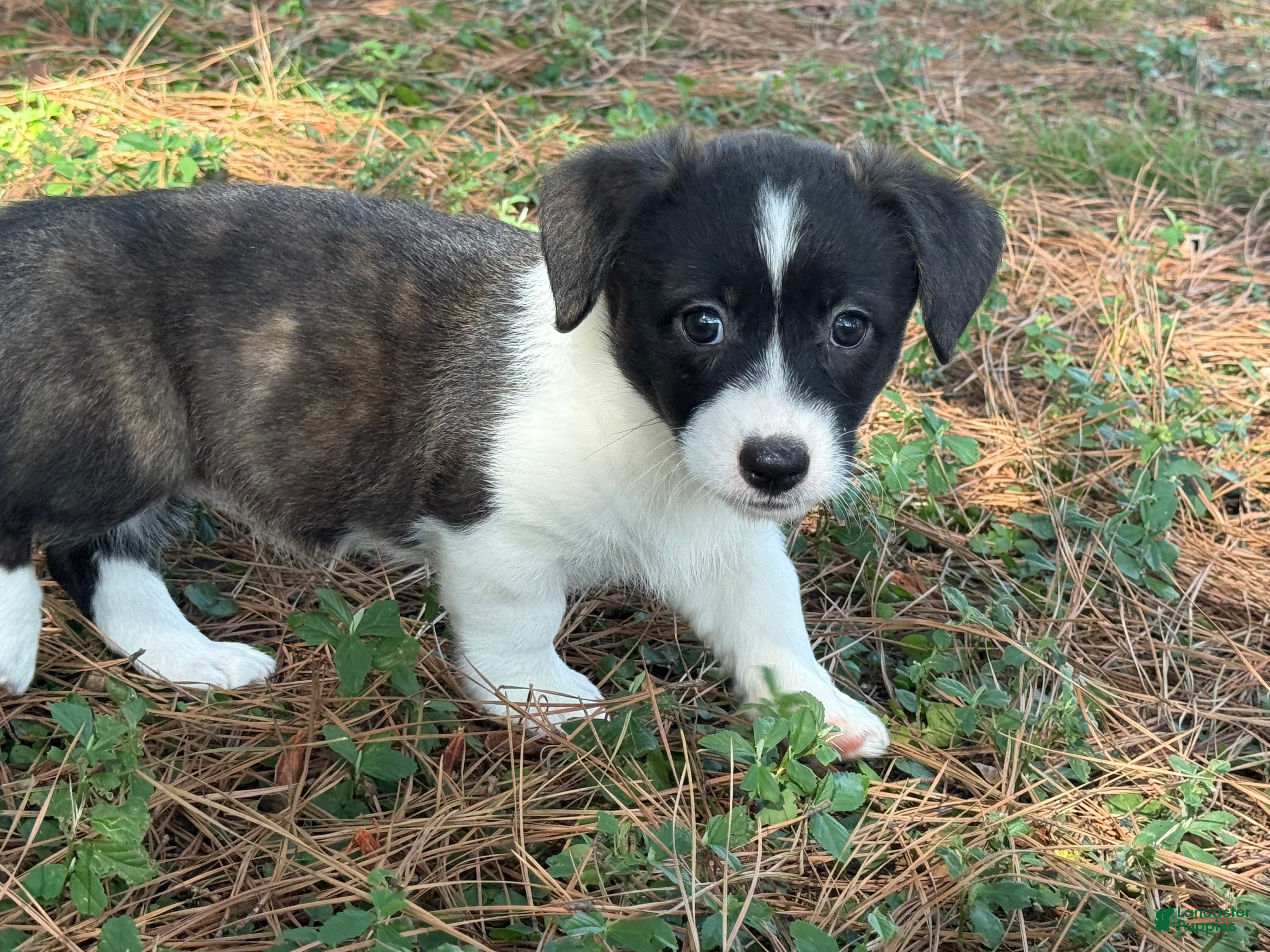 Mixed Breed dogs BRINDLE - Ad 11