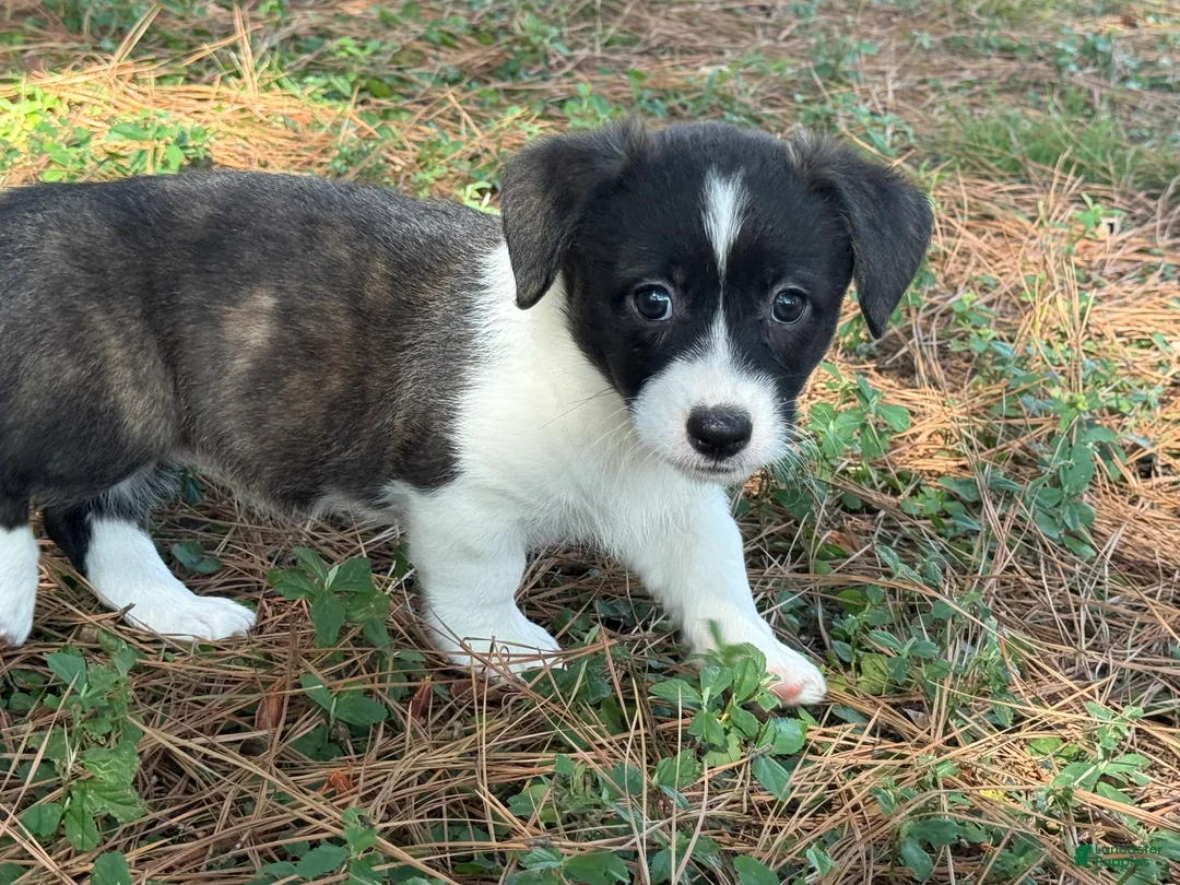 Mixed Breed dogs for sale: BRINDLE - Ad 1