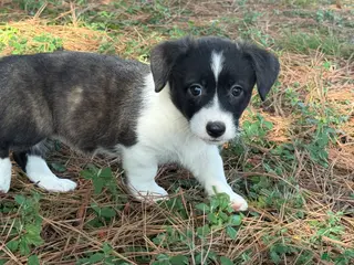 Mixed Breed dogs BRINDLE - Ad 11
