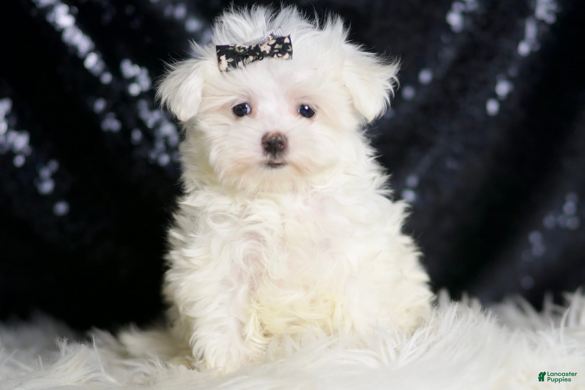 Maltese dogs Gwen - Ad 2