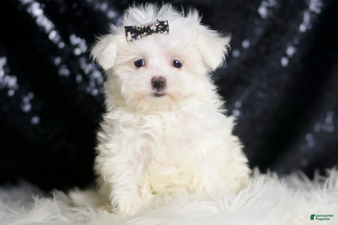 Maltese dogs for sale: Gwen - Ad 2